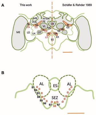 A Tyrosine-Hydroxylase Characterization of Dopaminergic Neurons in the Honey Bee Brain